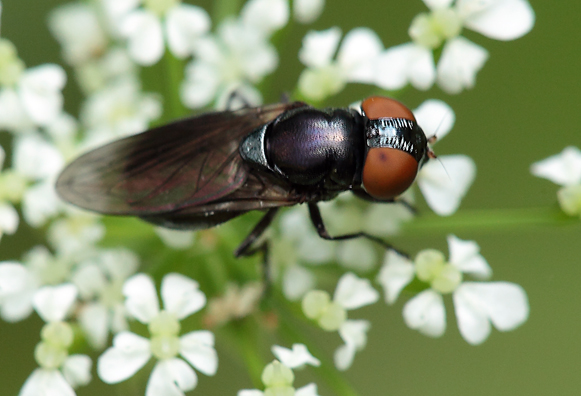 Chrysogaster solstitialis ♂ ♀  (Syrphidae)